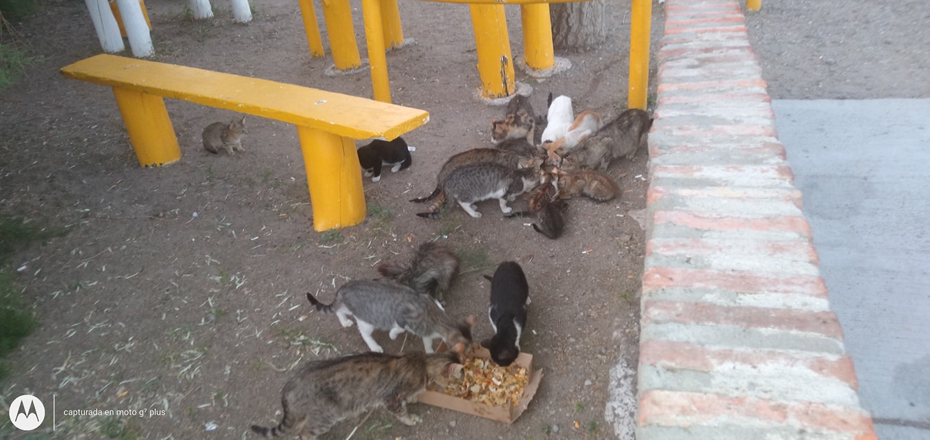 GATOS-TRES-CERROS-2020-728x345