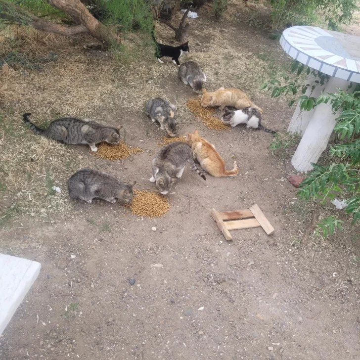 Más de 40 gatos desnutridos y abandonados: “Es lamentable ver las condiciones en las que están”