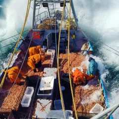 Langostino en Chubut: una muy buena temporada pero con desafíos