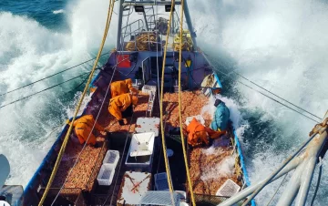 Langostino en Chubut: una muy buena temporada pero con desafíos