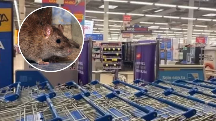Popular supermercado de Punta Arenas cerró por invasión de ratones