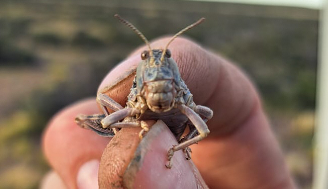 Tardía alerta sobre invasión de tucuras sapo: “Se comen todo”