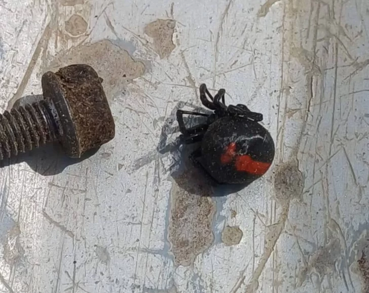 Alertan sobre presencia de araña “viuda negra” en Río Gallegos