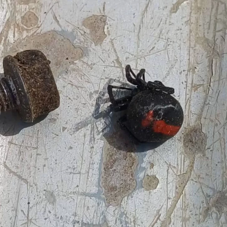 Alertan sobre presencia de araña “viuda negra” en Río Gallegos