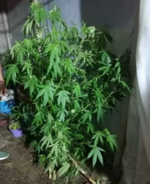 Hallaron un cultivo de cannabis sativa en una vivienda tras una denuncia por un supuesto robo Hallaron un cultivo de cannabis sativa en una vivienda tras una denuncia por un supuesto robo