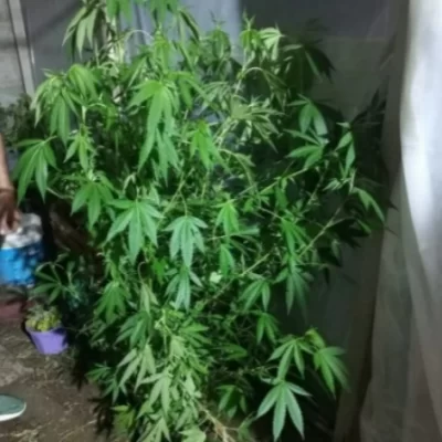 Hallaron un cultivo de cannabis sativa en una vivienda tras una denuncia por un supuesto robo