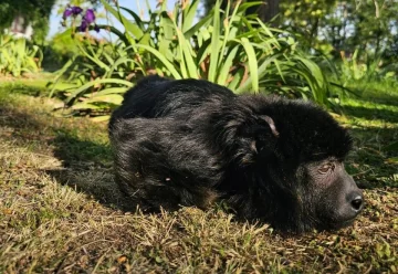 “Yeico”, el mono carayá rescatado en Las Heras, llegó a la Fundación Zorba en Buenos Aires