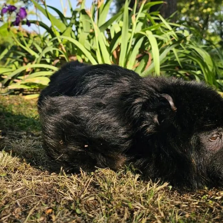 “Yeico”, el mono carayá rescatado en Las Heras, llegó a la Fundación Zorba en Buenos Aires