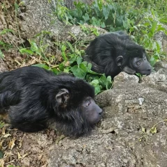 Murió “Coco”, el mono carayá que acompañaba a “Yeico”, rescatado en 2024 en Santa Cruz