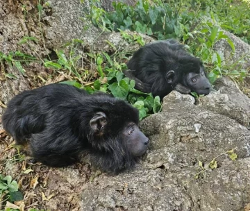 Murió “Coco”, el mono carayá que acompañaba a “Yeico”, rescatado en 2024 en Santa Cruz