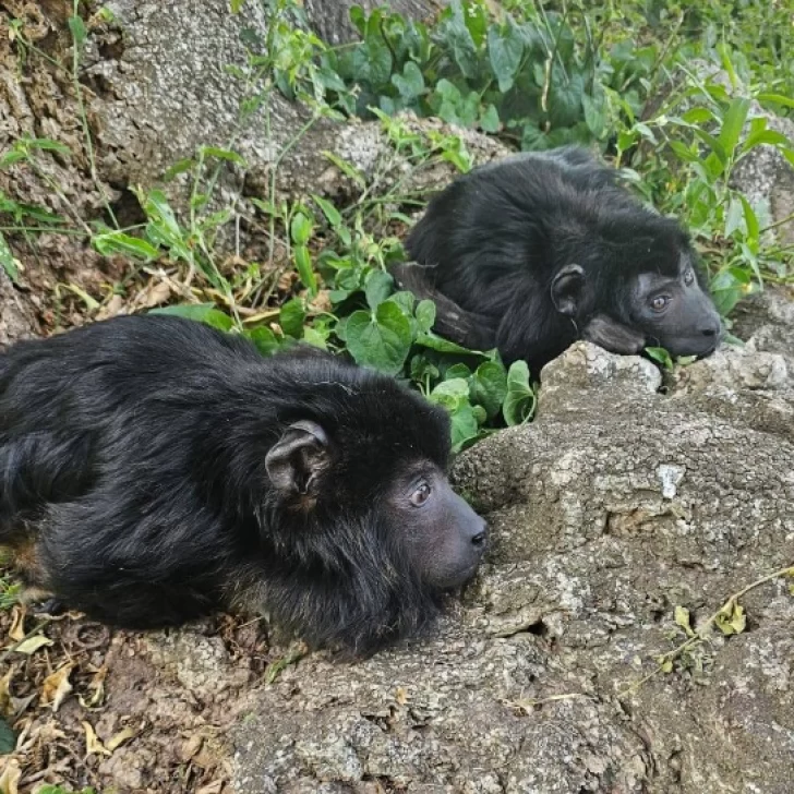 Murió “Coco”, el mono carayá que acompañaba a “Yeico”, rescatado en 2024 en Santa Cruz