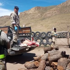 Productores rurales piden mano dura por robo de ganado: “Si te va bien vendiste dos terneros, si te va mal te comiste sólo dos días”