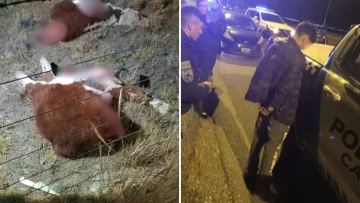 Sorprendieron a 2 jóvenes cuatrereando dos terneros de una estancia cerca de la cancha de golf de Río Gallegos