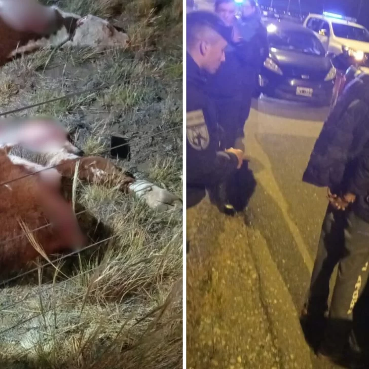 Sorprendieron a 2 jóvenes cuatrereando dos terneros de una estancia cerca de la cancha de golf de Río Gallegos