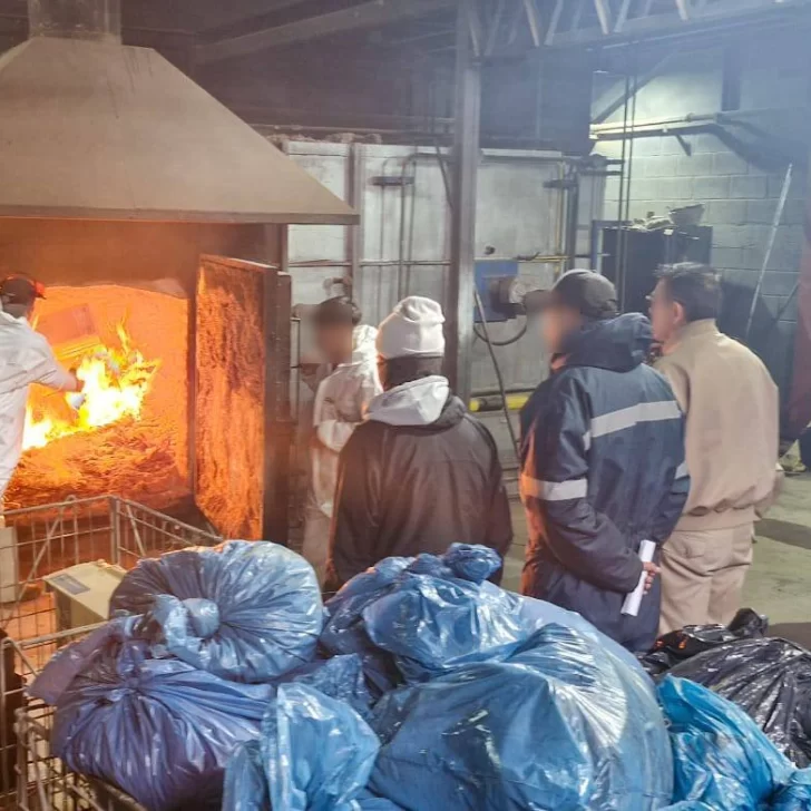 ¿Circuito narco en la Patagonia?: hojas de coca del norte del país hasta Tierra del Fuego