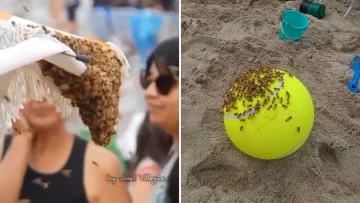 Video. Las abejas invadieron la playa y aterraron a los turistas en Las Grutas