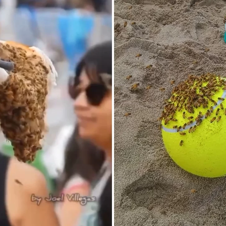 Video. Las abejas invadieron la playa y aterraron a los turistas en Las Grutas