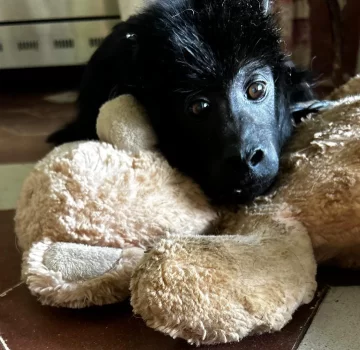 “Yeico” cumplió su primera semana en la Fundación Zorba: “Está muy animado” “Yeico” cumplió su primera semana en la Fundación Zorba: “Está muy animado”