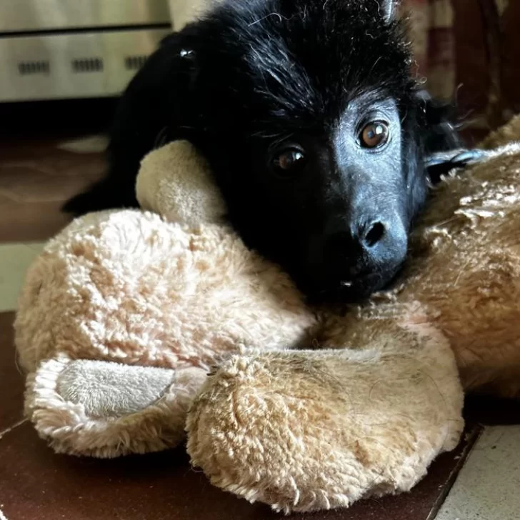 “Yeico” cumplió su primera semana en la Fundación Zorba: “Está muy animado” “Yeico” cumplió su primera semana en la Fundación Zorba: “Está muy animado”