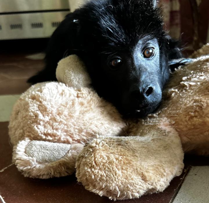 “Yeico” cumplió su primera semana en la Fundación Zorba: “Está muy animado”