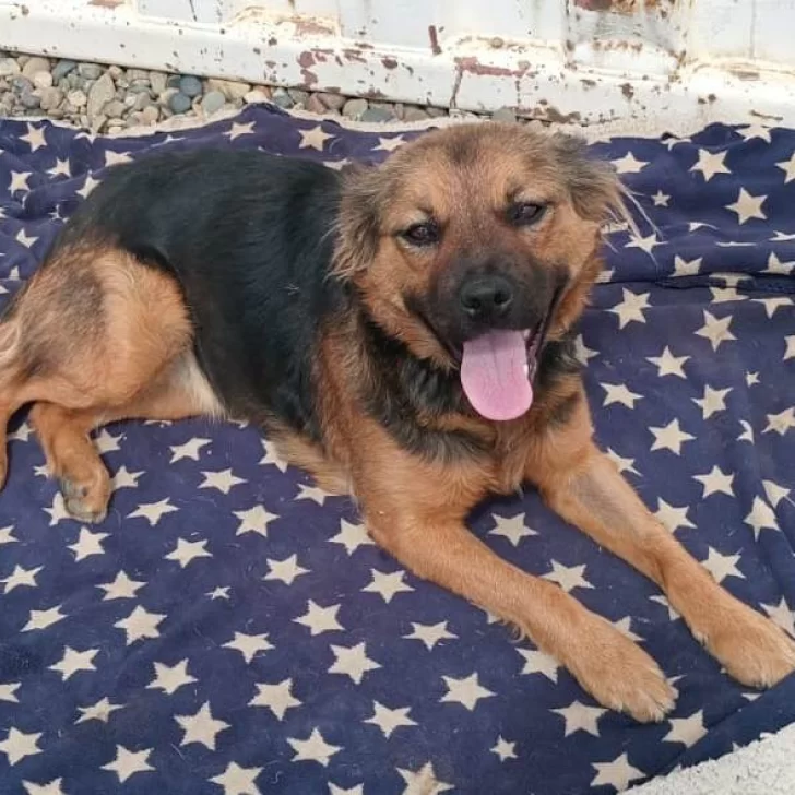 Fue abandonada en el barrio Ayres Argentinos y los vecinos la rescataron, ahora le buscan una familia