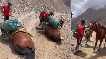 Maltrato animal en Mendoza: rescataron a una mula agotada por la sobrecarga y al borde del abismo