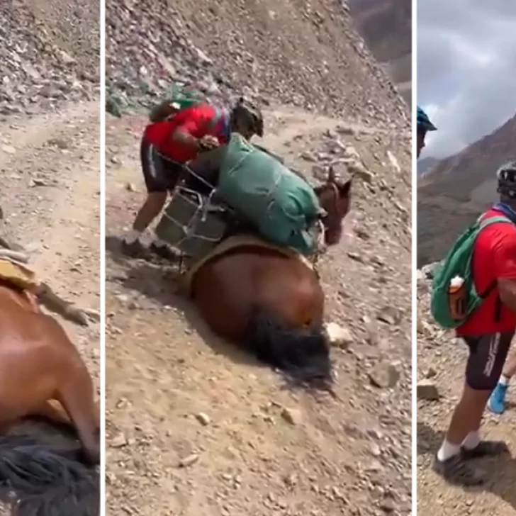 Maltrato animal en Mendoza: rescataron a una mula agotada por la sobrecarga y al borde del abismo