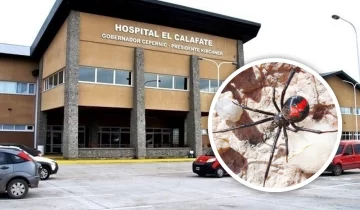 Un hombre fue picado por una “viuda negra” y está en terapia intensiva Un hombre fue picado por una “viuda negra” y está en terapia intensiva