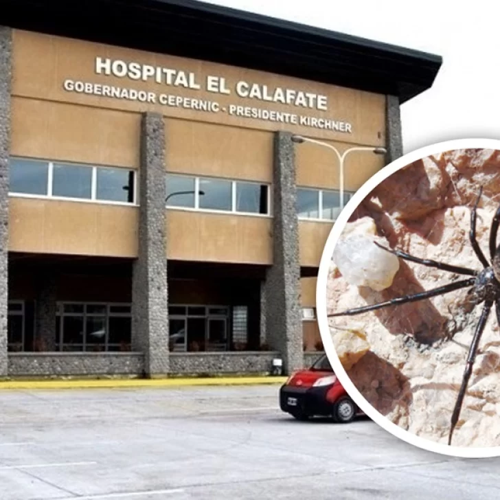 Un hombre fue picado por una “viuda negra” y está en terapia intensiva Un hombre fue picado por una “viuda negra” y está en terapia intensiva