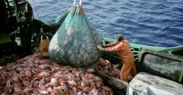 Pesca en crisis: menos demanda, precios bajos y atraso cambiario
