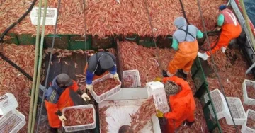 Pesca: “Argentina enfrenta la peor crisis del langostino en 40 años”
