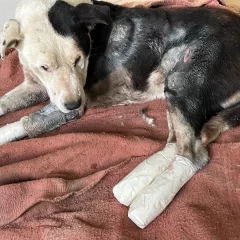 Proteccionistas marcharán contra el maltrato animal y para pedir justicia por Valentín, el perro que fue arrastrado varios kilómetros