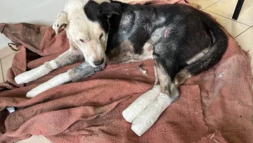 Proteccionistas marcharán contra el maltrato animal y para pedir justicia por Valentín, el perro que fue arrastrado varios kilómetros