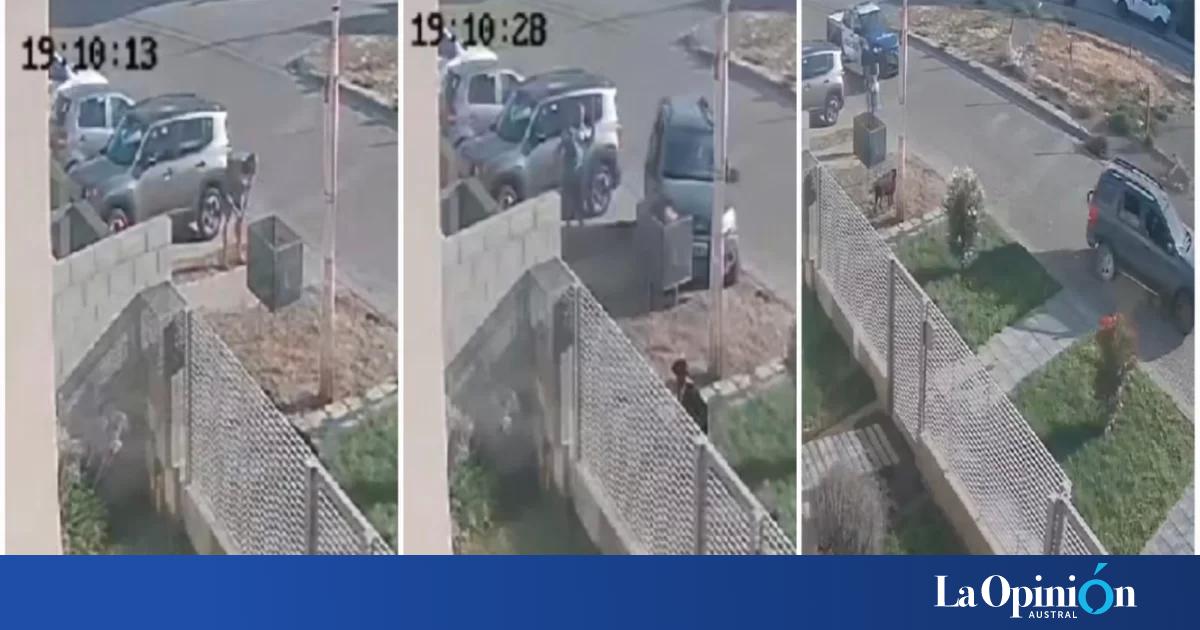Conductor de una camioneta que huía de la policía casi atropelló a un ...