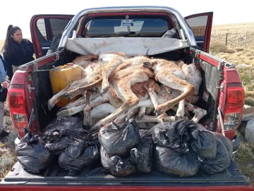 Caza ilegal en Santa Cruz: dos hombres fueron demorados con 42 piernas de guanaco