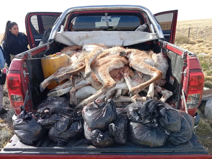 Caza ilegal en Santa Cruz: dos hombres fueron demorados con 42 piernas de guanaco