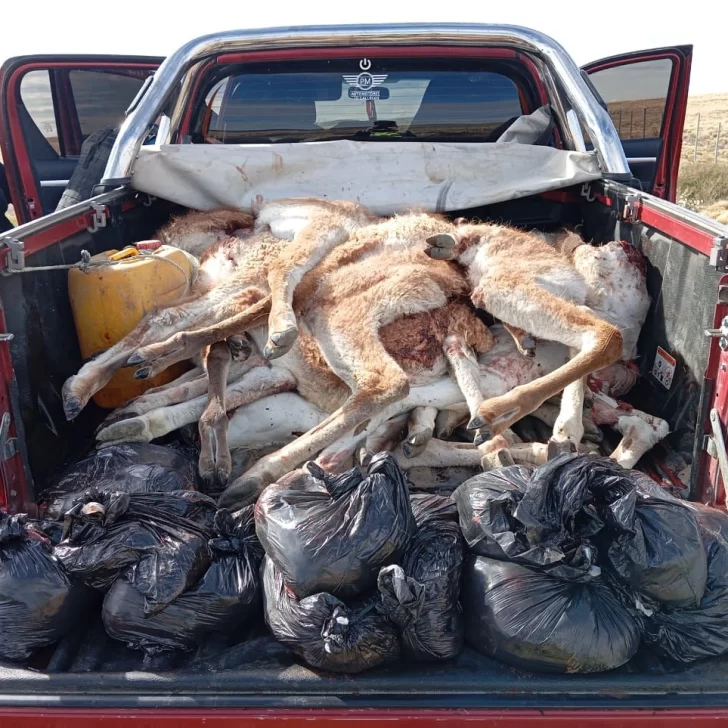 Caza ilegal en Santa Cruz: dos hombres fueron demorados con 42 piernas de guanaco