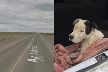 Un perro fue arrastrado más de 6 kilómetros por la Ruta 53 de Río Gallegos: buscan al culpable