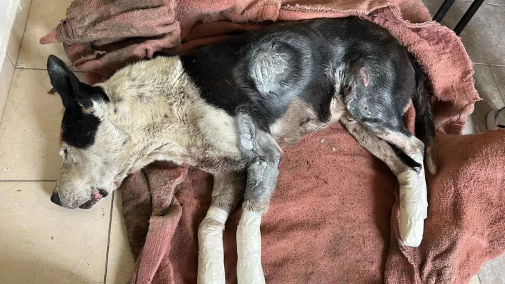 perro-valentin-arrastrado-ruta-728x410