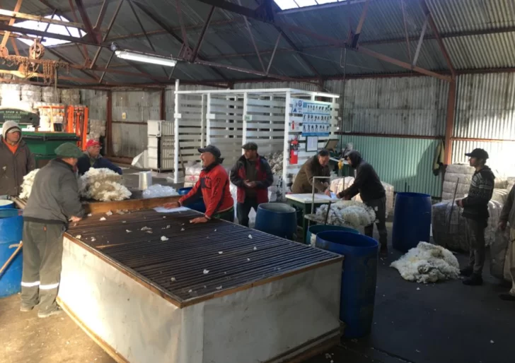 Zafra lanera 2024/25: bien en el campo, pero preocupante en los números