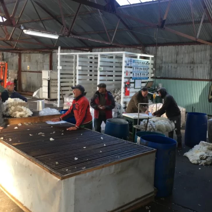 Zafra lanera 2024/25: bien en el campo, pero preocupante en los números