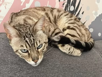 Ofrecen una recompensa de 200 mil pesos por un gatito perdido en Río Gallegos