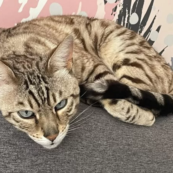 Ofrecen una recompensa de 200 mil pesos por un gatito perdido en Río Gallegos