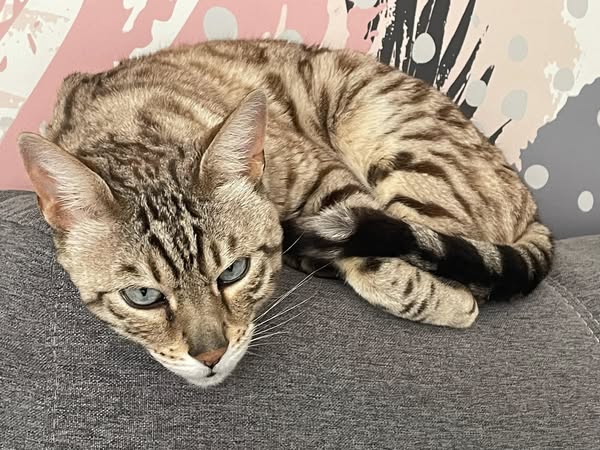 Ofrecen una recompensa de 200 mil pesos por un gatito perdido en Río Gallegos