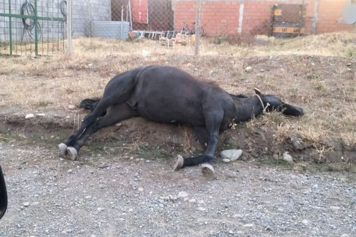 Crueldad animal en Río Gallegos: denunciaron que mataron a su caballo de un balazo
