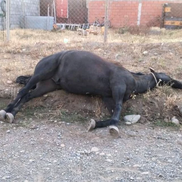 Crueldad animal en Río Gallegos: denunciaron que mataron a su caballo de un balazo