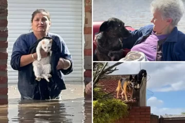 Temporal en Bahía Blanca: el dramático rescate de decenas de animales atrapados por las inundaciones
