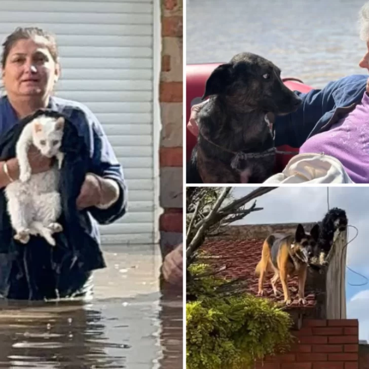 Temporal en Bahía Blanca: el dramático rescate de decenas de animales atrapados por las inundaciones
