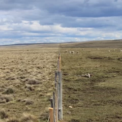 Lana, carne, ¡y créditos de carbono! Un nuevo negocio para los productores