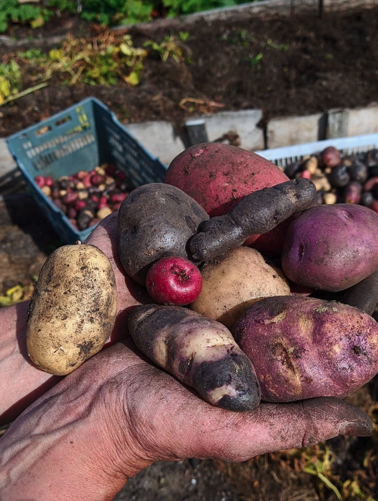  Cosechan una diversidad de variedad de papas, con el método utilizado por Abby.